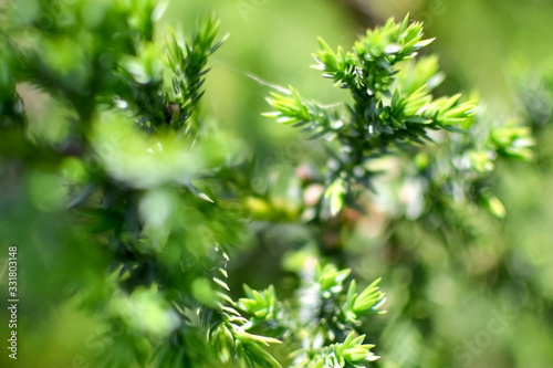 Green blurred spruce branch shot closeup with bokeh and copy space. Green spruce background.