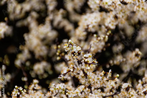 A close-up shot of the flowers of a blooming Prunus spinosa  blackthorn or sloe  tree