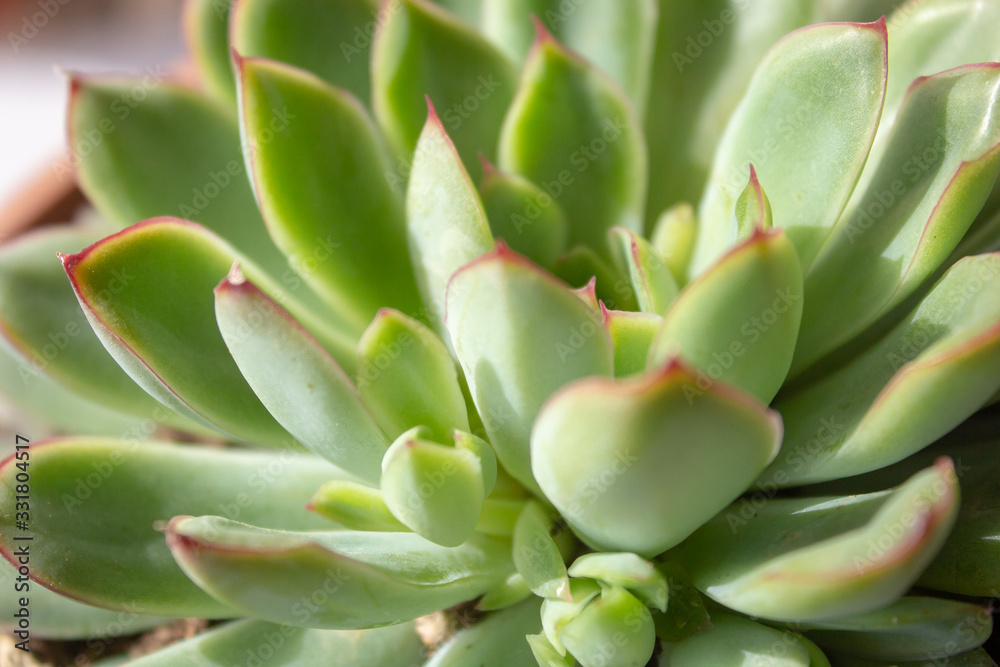 Succulent plant isolated on white background. Succulent plant isolated on white background.