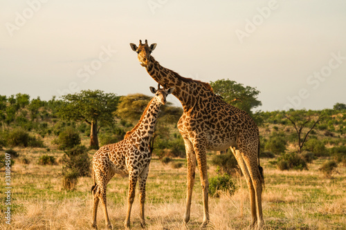 Giraffe Family