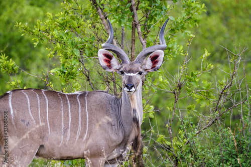 Kudu in Tanzania photo