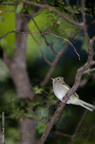 White-crested elaenia Elaenia albiceps chilensis on a tree.