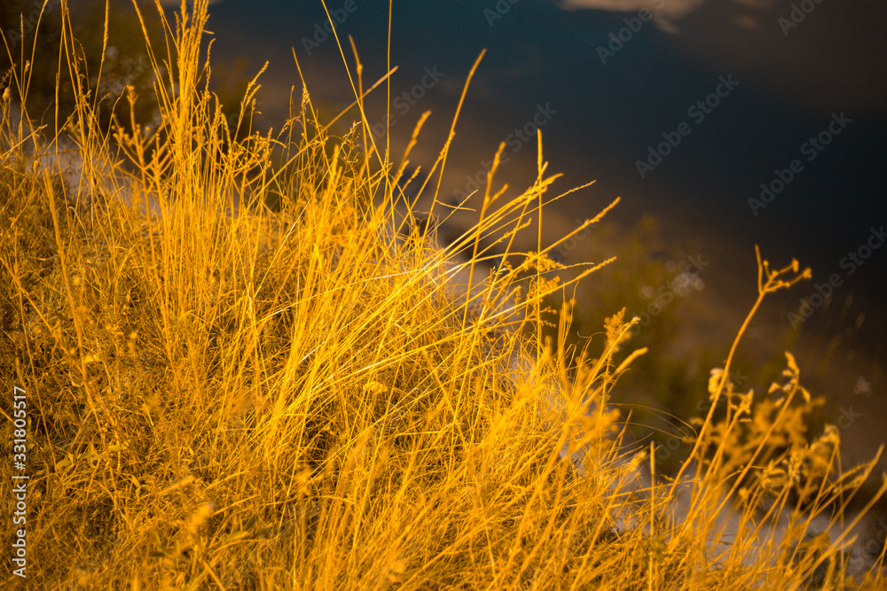 High yellow grass background in fall