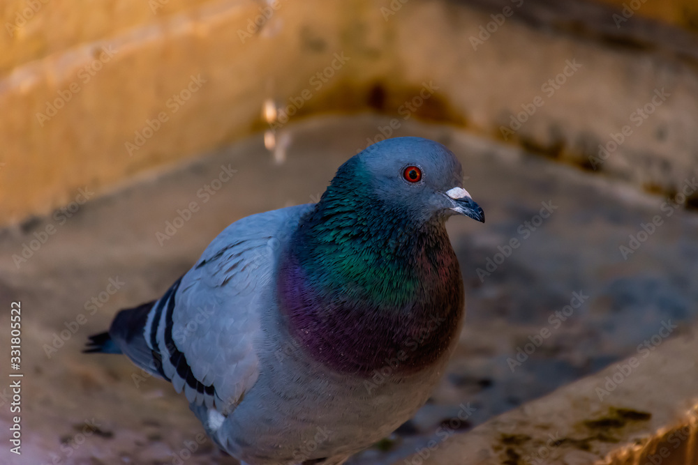 A close-up of a regular urban pigeon perched on a stone fountain and looking at camera in an old medieval French town A close-up of a regular urban pigeon perched on a stone fountain and looking at camera in an old medieval French town