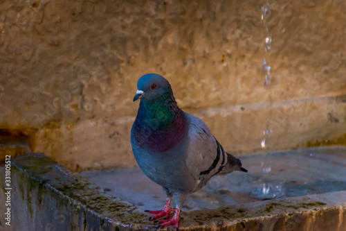 A close-up of a regular urban pigeon perched on a stone fountain and looking at camera in an old medieval French town