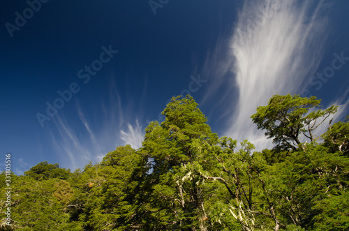 Forest with Dombey s beech Nothofagus dombeyi and clouds.
