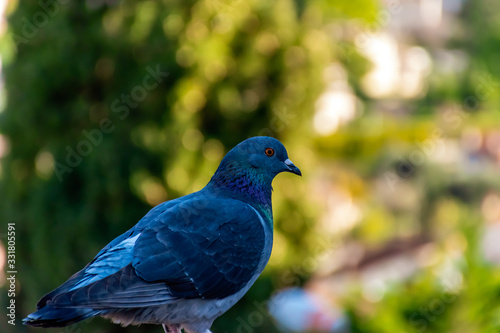 A close-up of a regular urban pigeon perched on a stone low wall in a medieval old town Vence (France) © k.dei