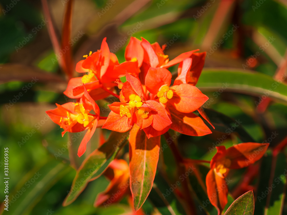 Bright Euphorbia griffithii Fireglow with orange bracts and yellow flowers Bright Euphorbia griffithii Fireglow with orange bracts and yellow flowers