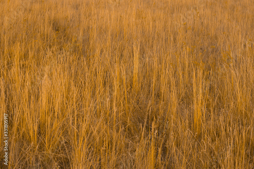 High yellow grass background in fall