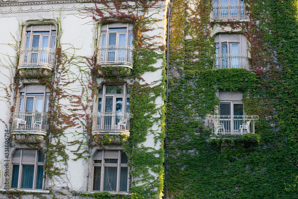 Fototapeta premium Climbing green plants on the facade of an old building
