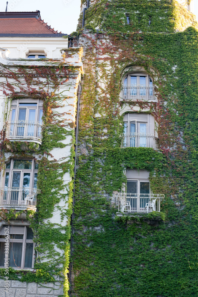 Climbing green plants on the facade of an old building