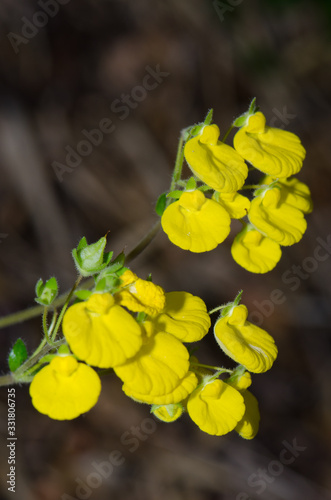 Flowers of lady's purse Calceolaria sp. in the Conguillio National Park.