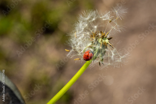 Ladybird in dandelion