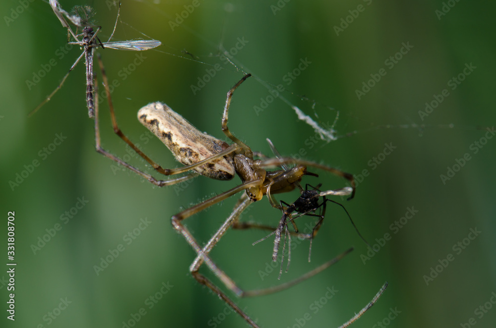 Spider Tetragnatha extensa in the Captren lagoon. Spider Tetragnatha extensa in the Captren lagoon.