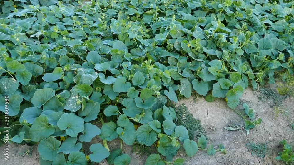 fresh cucumber plants in the garden, cucumbers planted a garden, natural garden of cucumbers, fresh cucumber plants in the garden, cucumbers planted a garden, natural garden of cucumbers,