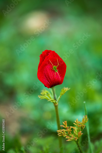 Red anemone on a blurred background of green grass with an insect on the petal. 