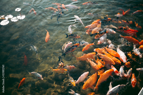 A large accumulation of carps in a clear lake © Hennadii
