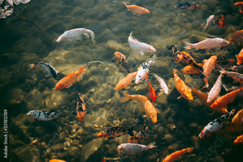 A large accumulation of carps in a clear lake