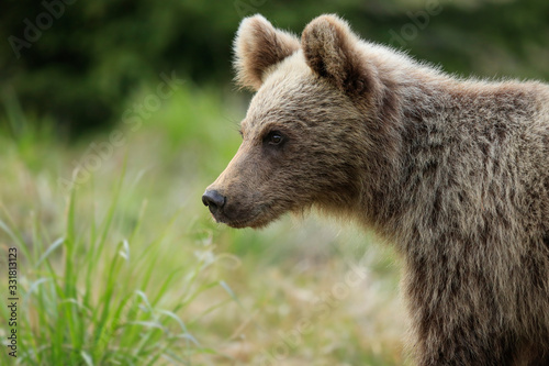 A small and young bear and his gaze.. (Urssus arctos) Wild Brown bear cub close-up