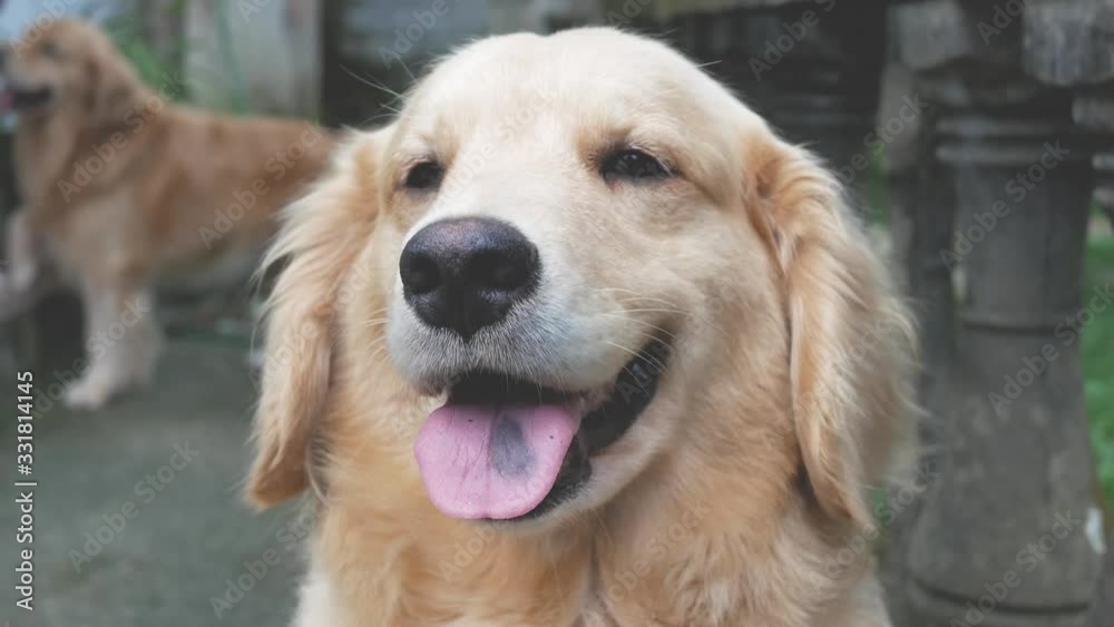 golden retriever looking at camera golden retriever looking at camera