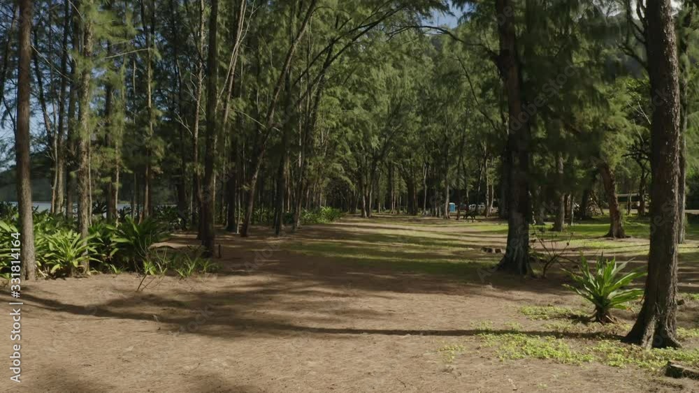 A low flight through a seaside forest in with tropical plants in Hawaii. A low flight through a seaside forest in with tropical plants in Hawaii.