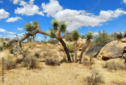 Desert Landscape with Joshua Tree Against a Blue Sky
