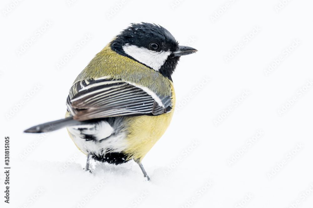 Naklejka premium A great tit (Parus major)