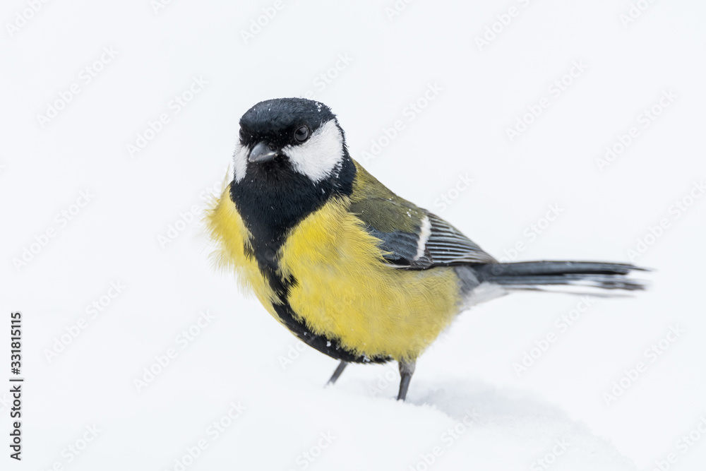 Naklejka premium A great tit (Parus major)