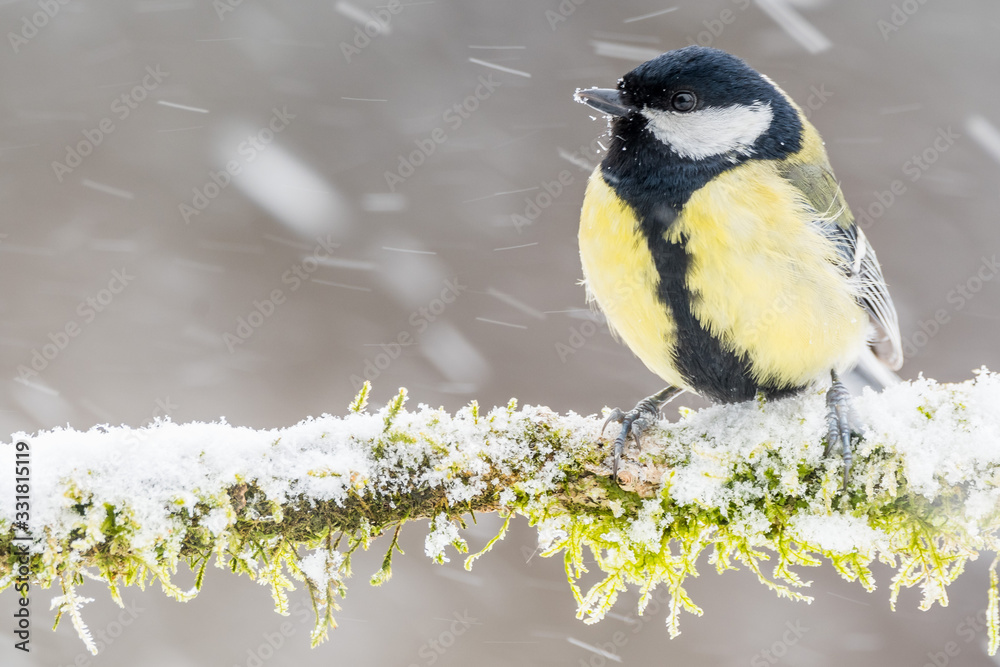 Naklejka premium A great tit (Parus major)