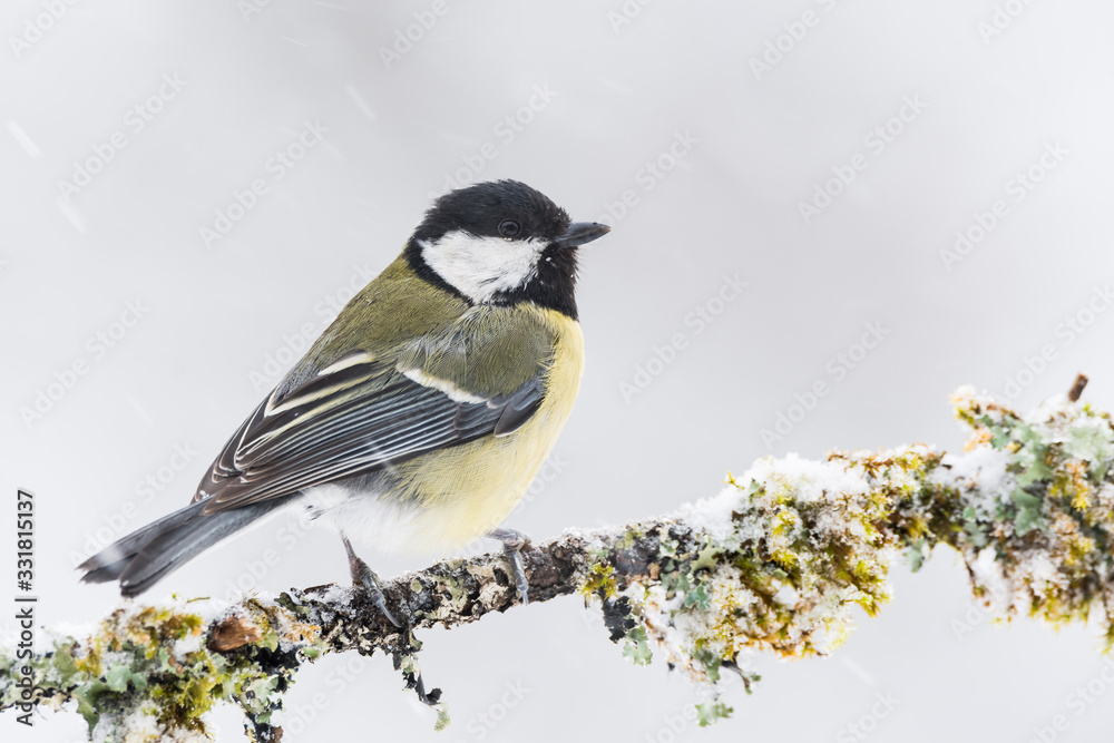 Obraz premium A great tit (Parus major)