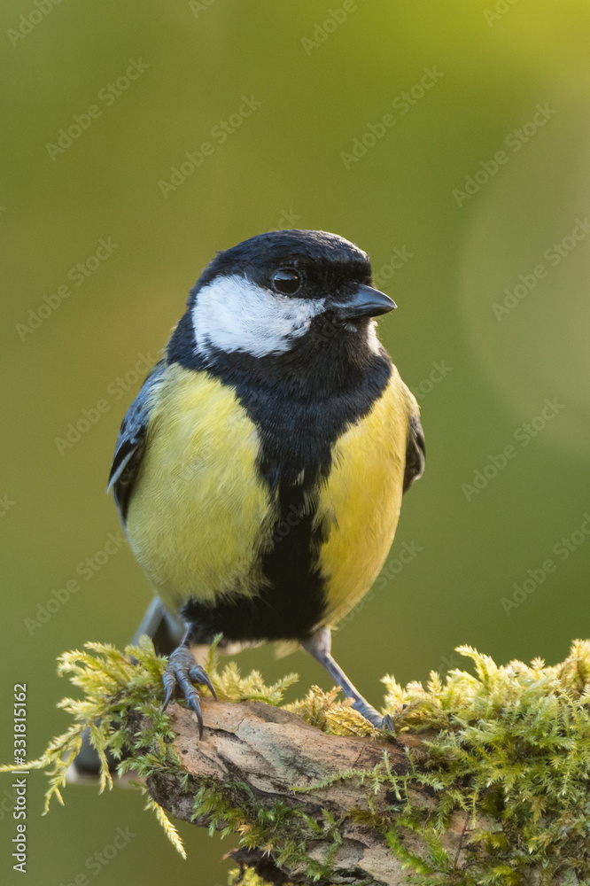 Fototapeta premium A great tit (Parus major)