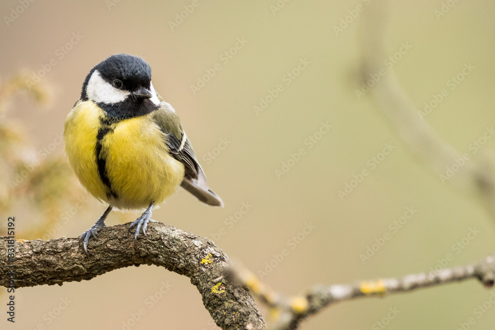 Fototapeta premium A great tit (Parus major)