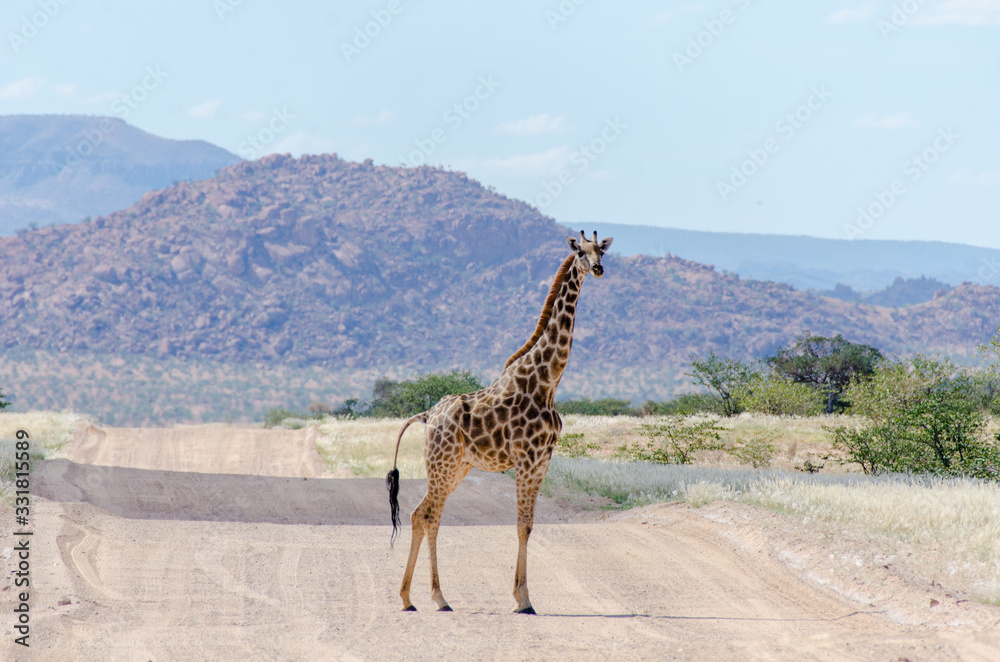 Fototapeta premium Giraffe standing in the middle of the road