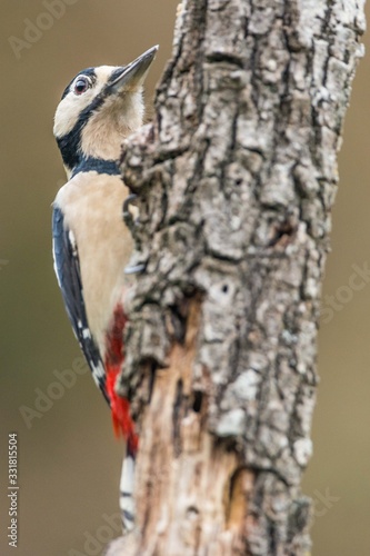 A great spotted woodpecker (Dendrocopos major)