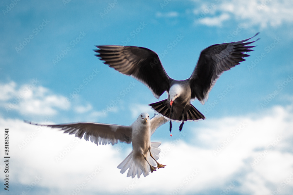Obraz premium Seagulls Flying Against a Blue Clouded Sky
