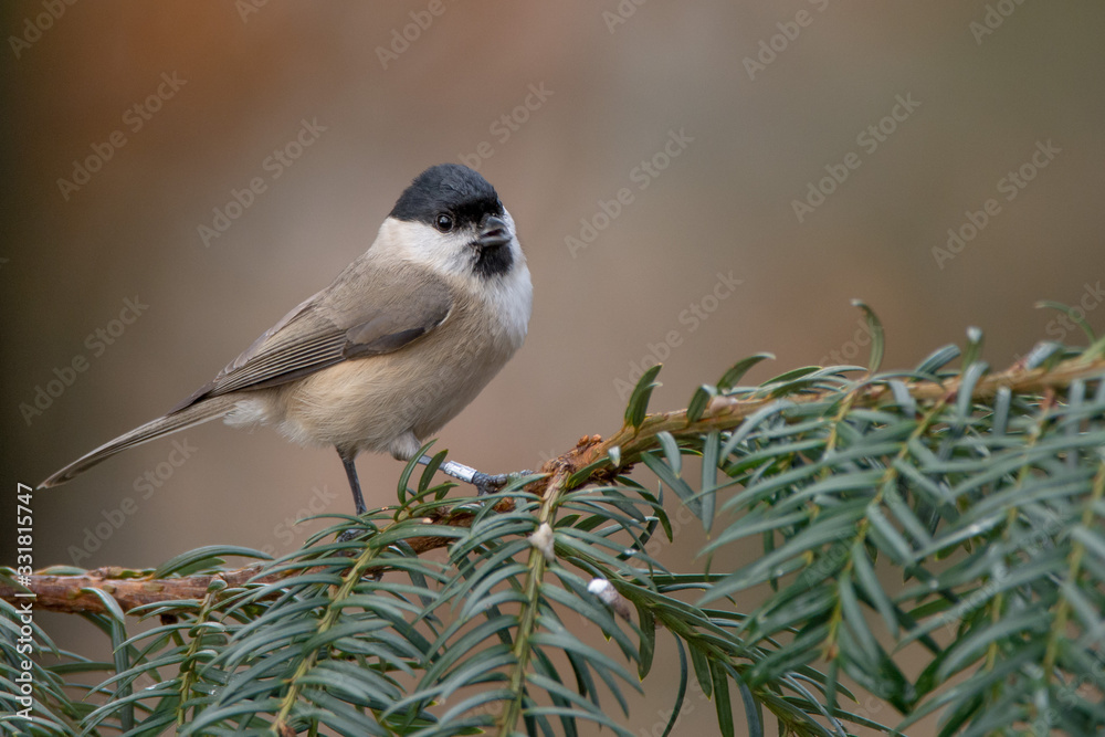 Obraz premium A marsh tit (Poecile palustris)