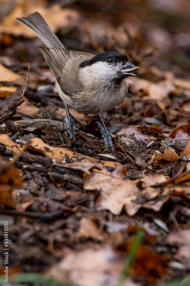 Obraz premium A marsh tit (Poecile palustris)