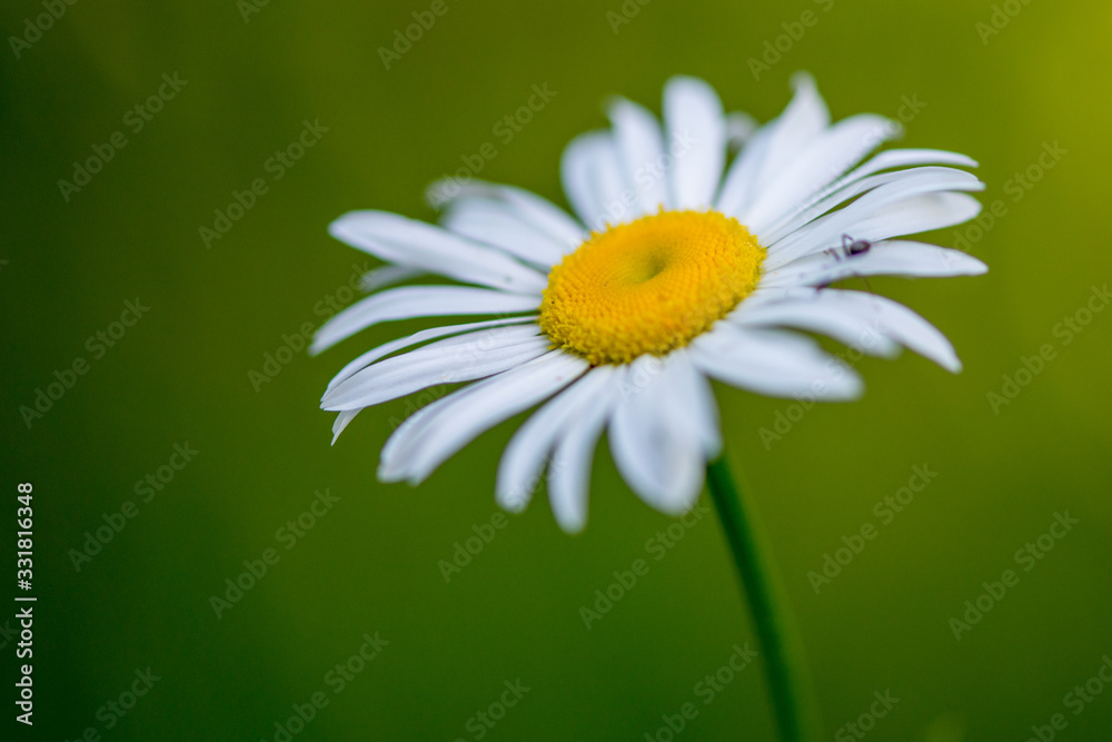 Obraz premium Macro of a single wild daisy flower or common daisy. It's flower head is a bright yellow. The European species has white spoon shaped petals with a small black ant crawling on one.