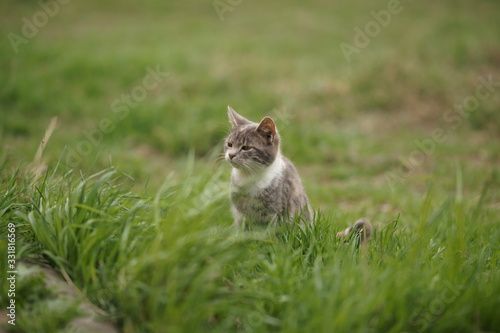 Lovely young ash kitten portrait in the green grass