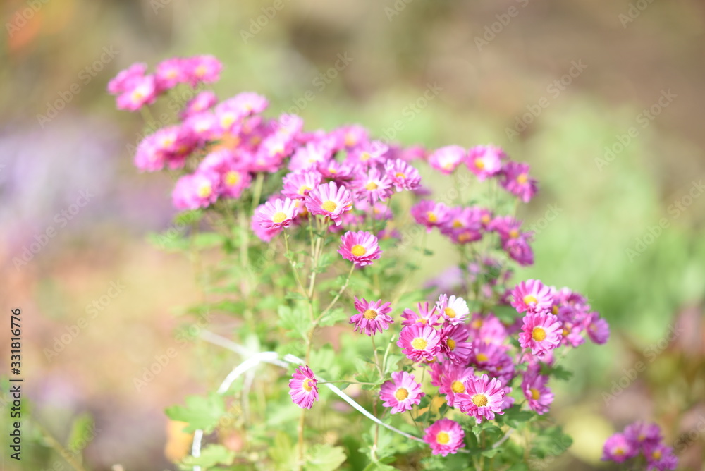 公園の花 公園の花