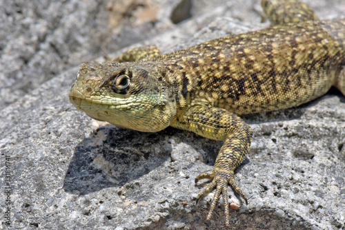 Closeup of calango  lizard species  on stones background