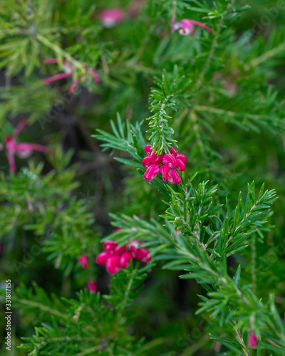 Blooming pink rosemary spider flower