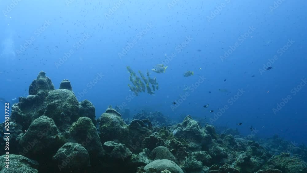 School of Schoolmaster Snapper in turquoise water of coral reef in Caribbean Sea / Curacao School of Schoolmaster Snapper in turquoise water of coral reef in Caribbean Sea / Curacao