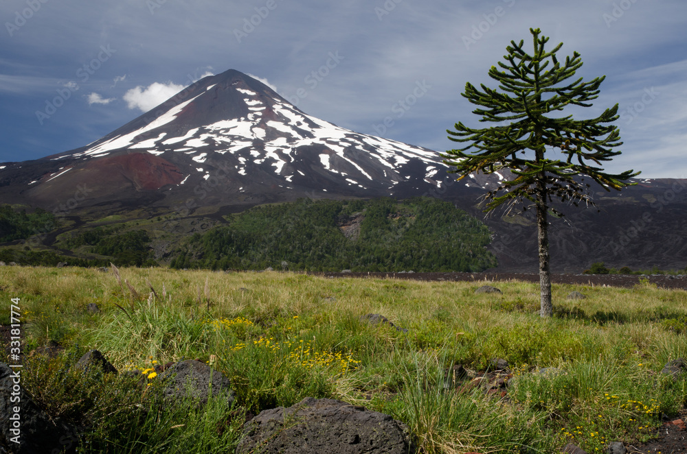 Fototapeta premium Monkey puzzle tree Araucaria araucana and Llaima volcano.