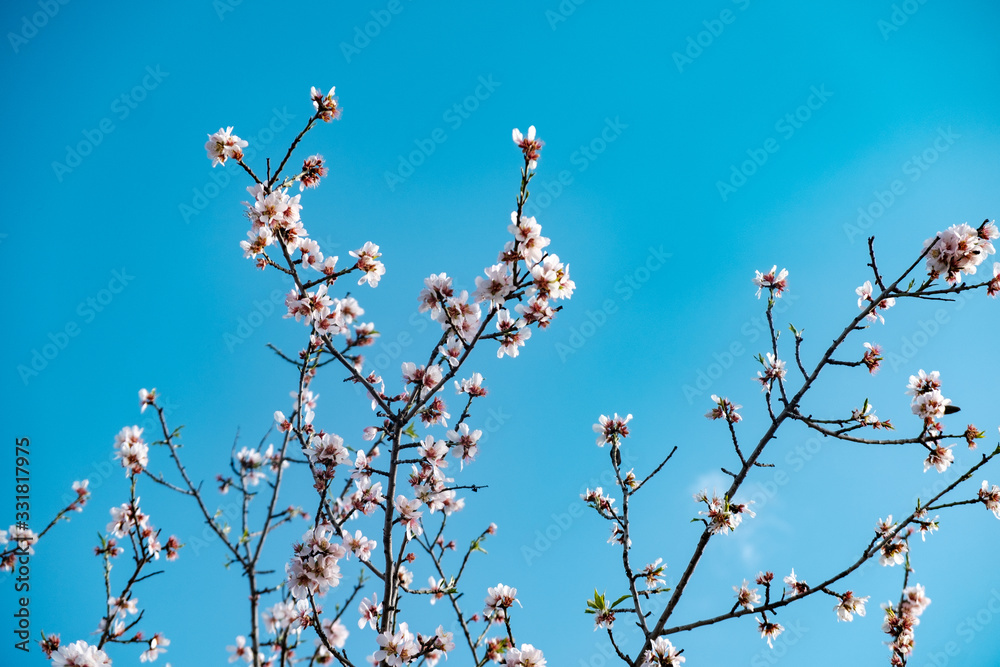 Flores de almendro sobre cielo azul