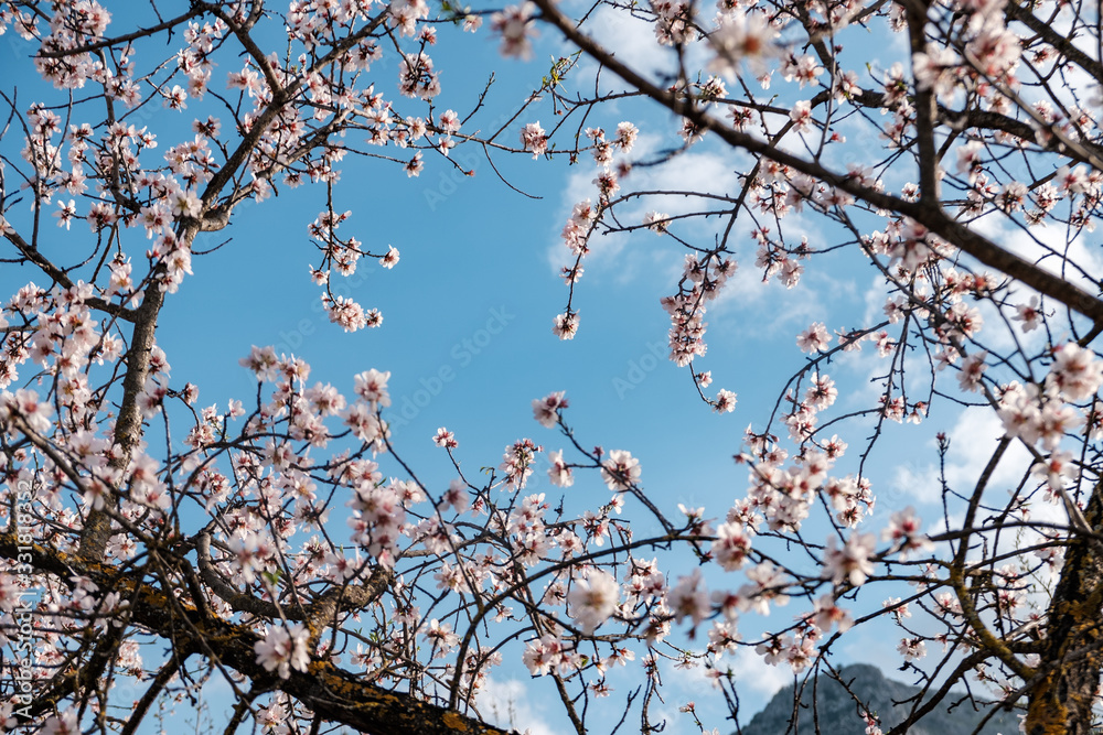 Flores de almendro sobre cielo azul Flores de almendro sobre cielo azul