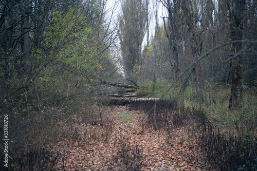 Autumn forest in Pripyat in Chernobyl