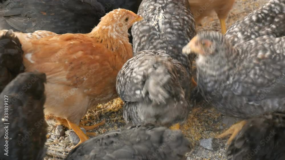 a-flock-of-farm-chickens-and-roosters-eat-grain-on-the-ground-in-a-farm