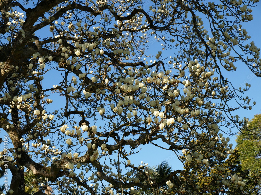 Fototapeta premium Magnolia grandiflora blanc