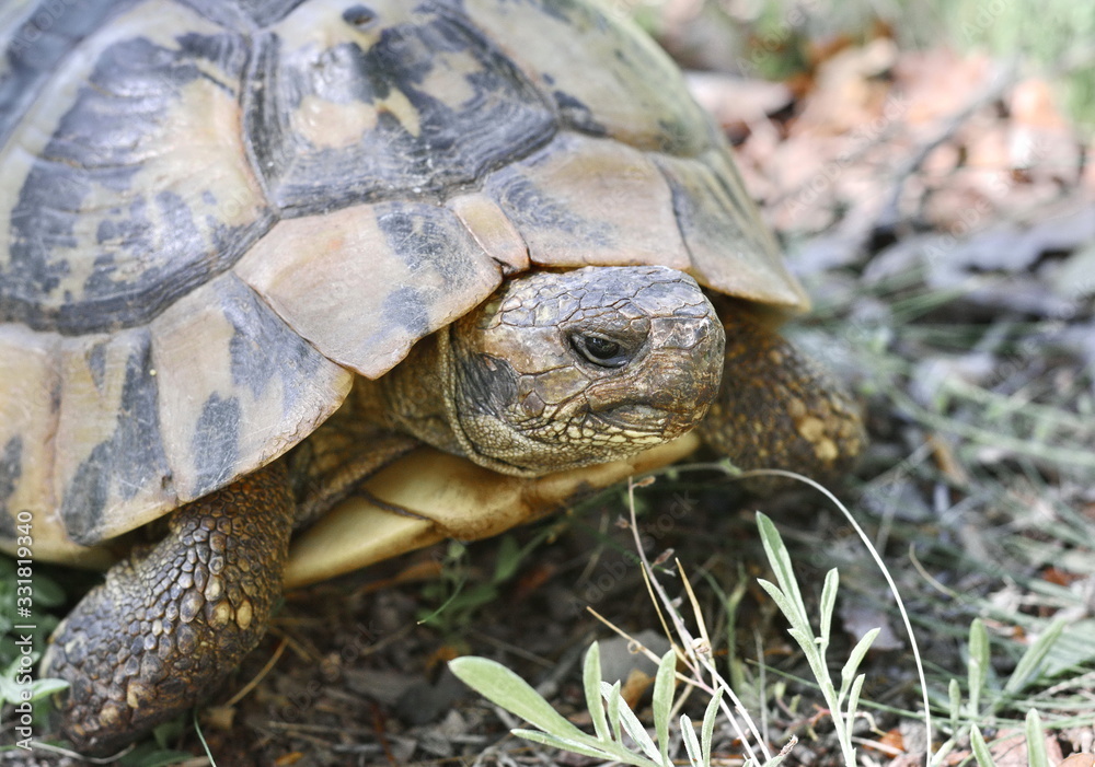 Forest turtle in a natural environment. Forest turtle in a natural environment.
